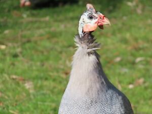 10+ Fresh and Fertile Guinea Fowl Hatching Eggs