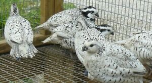 12 Snowflake Bobwhite Quail Hatching Eggs(Available Now)