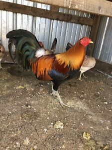 12+SHOWME) Pure MEL SIMS HATCH of Liberty Farms Gamefowl Chicken Hatching Eggs