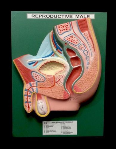 Coslab - Reproductive Male Pelvis Anatomical Model, Numbered