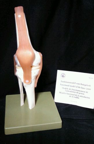SOMSO - NS50 Functional Human Knee Joint Anatomical Model (NS 50)