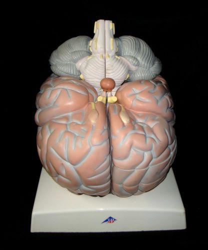 3B Scientific - VH409 Giant Human Brain Model 2.5 times full-size - 14 part