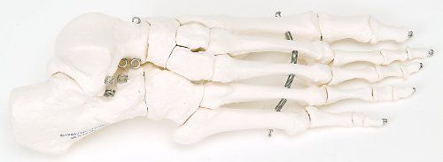 3B Scientific A30L Wire Mounted Left Foot Skeleton Model