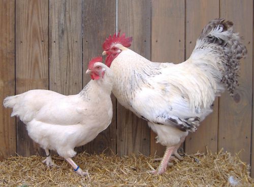 6+  Pure Bred Heritage Delaware Chicken Hatching Eggs NPIP