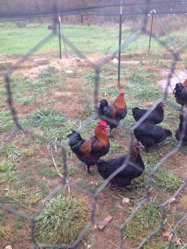 6 + French Black Copper Marans Hatching Eggs  ONE DAY SALE !!