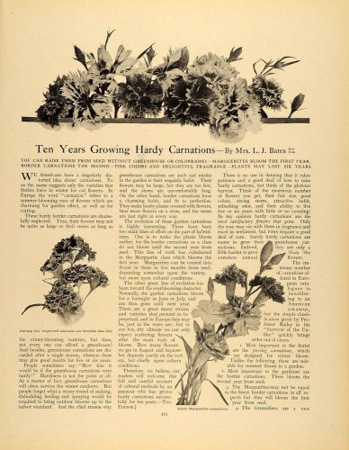 1910 article gardening hardy carnations l. j. bates ny - original gm1 for sale