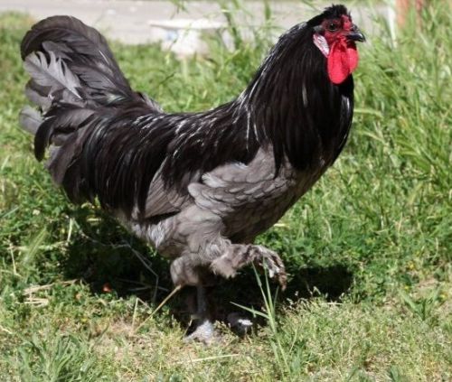 12+ Breda Fowl Hatching Eggs - Greenfire Farms stock