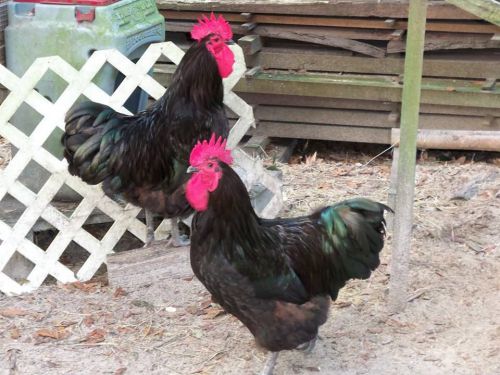 JAVA chicken HATCHING eggs 1 dz PLUS Rare critical breed