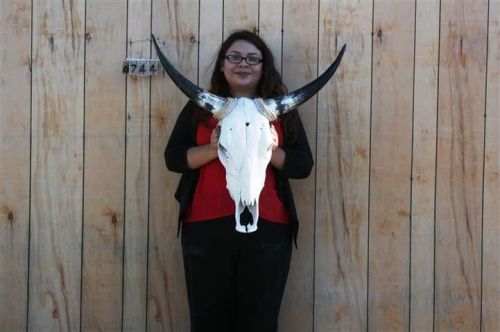 Steer skull long horns 2&#039; 5&#034; cow bull skulls horn h6744 for sale