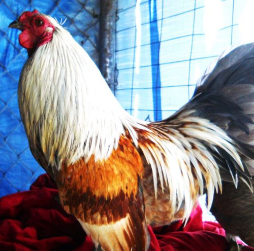 Chicken Hatching Eggs, MUST READ Blue Andalusian CROSSED W/,White leghorn ,