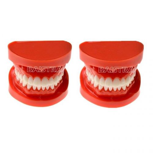 2 Pcs Dental Teach Study Typodont Demonstration Standard Teeth Model Adult