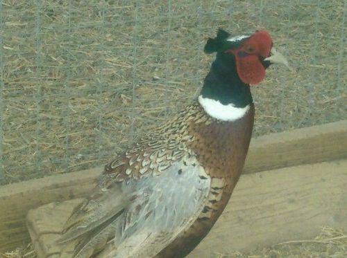 Pheasant Ringneck Hatching eggs 12+3 now shipping