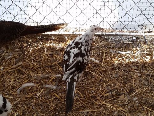 Pied Green and Pied Buff pheasant hatching eggs  10+2