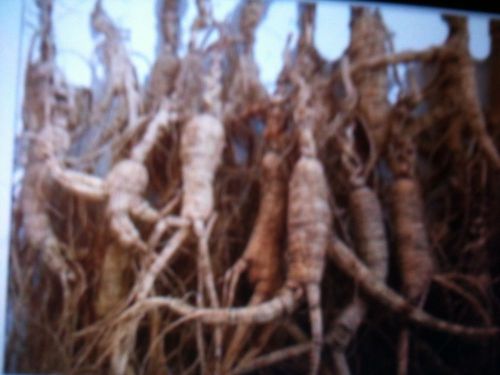 10.1 GRAM  BIG DRY WILD GINSENG ROOTS VERY OLD With LONG BIG NECKS  12-30 Yr