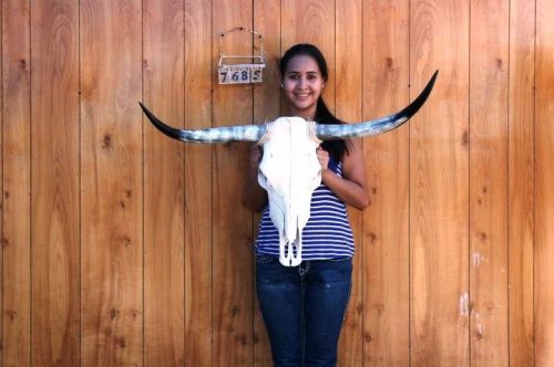 Steer skull and 3&#039; 1&#034; long horns cow longhorns h7685 for sale