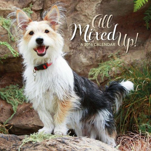 2016 All Mixed Up 12&#034; x 12&#034; Wall Calendars NEW dogs mutt mixed breed lang