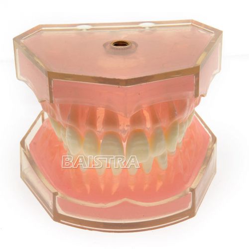 Dental Teeth model Standard teeth study teach model removed #4004 Best New arriv