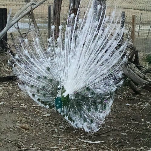 5 Peacock hatching eggs