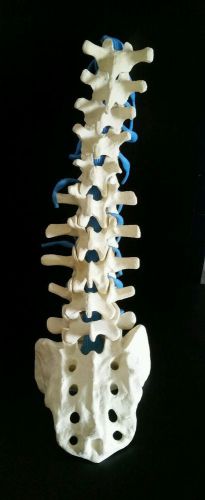 Lifesize human spinal column model