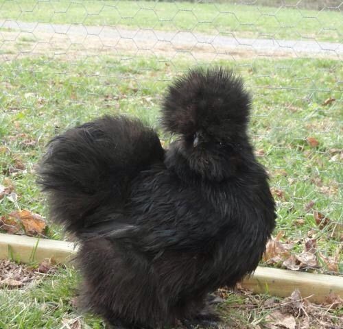 8+ Silkie/Sizzle Quality Hatching Eggs NPIP