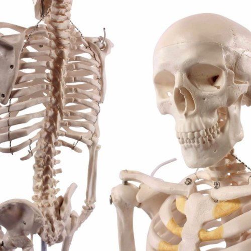 Wellden Product Anatomical Human Skeleton Model 1/2 Life Size 85cm