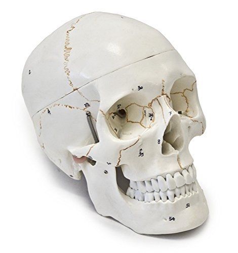 Wellden Medical Anatomical Human Skull Model, 3-part, Numbered, Life Size