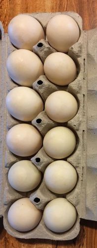 12 Free Range Organic Cage Free Duck Eggs