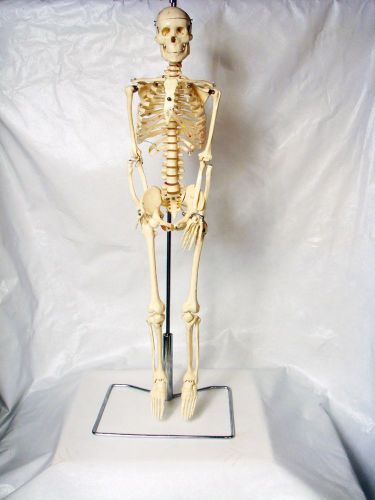 Human Skeleton Model Anatomical Anatomy Medical Bones Study Chiropractic 33 inch