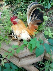 12 Serama Chicken Hatching Eggs  From Chickweed Farms, Micro to A-B sizes NPIP
