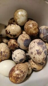 15+ Jumbo Coturnix Quail Fertile Hatching Eggs
