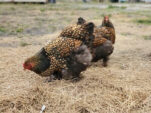 12 Rare Brahma Chicken Hatching Eggs Large Fowl Gold/Silver/Buff Laced variety