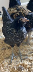 10 fertile Easter Eggers  hatching eggs freshly laid and ready to ship