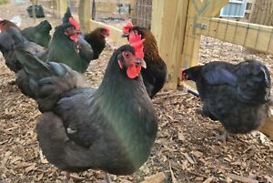 12+ Black Copper Marans French Standard Hatching Eggs. NPIP, A+ Packaging