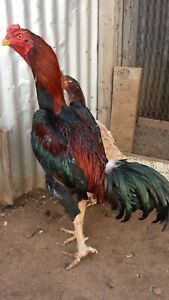 16 Asil, Shamo, Thai, Ganoi Hatching Eggs