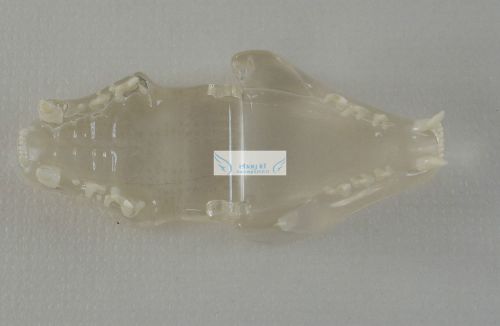 Dental jaw teeth clear anatomical model veterinary vet anatomy dog display study for sale