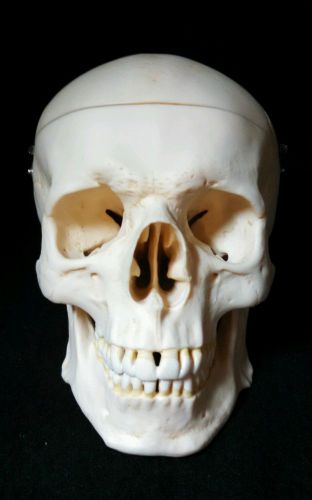 SOMSO - QS7 Female Human Skull Anatomical Model, 3 part (QS 7)