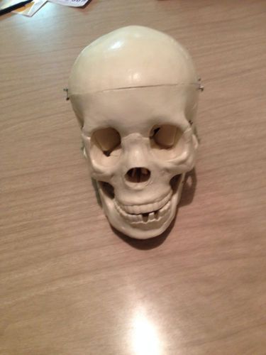 Anatomical Skull Model For Study/Halloween Prop/ Conversation Piece