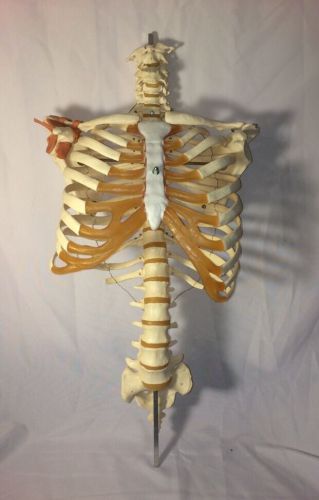 3B Scientific - Skeleton Torso with Muscle Attachment Anatomical Teaching Model