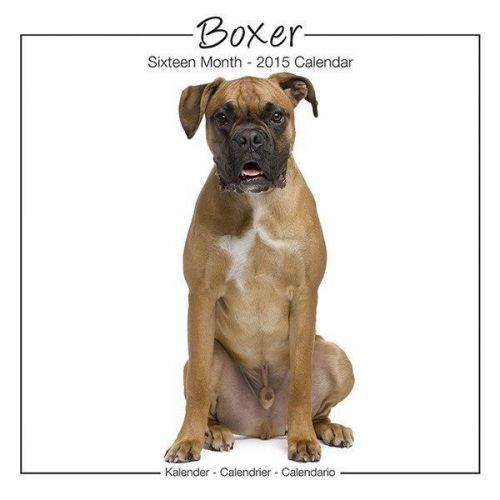 NEW 2015 Boxer Wall Calendar by Avonside- Free Priority Shipping!