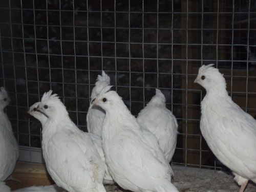 10 white &amp; 10 mexican speckled bobwhite quail hatching eggs, npip for sale