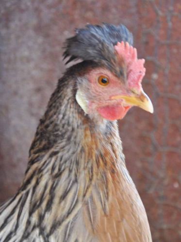 German Bielefelders and Creme Legbar Chicken Hatching Eggs from Greenfire Farms