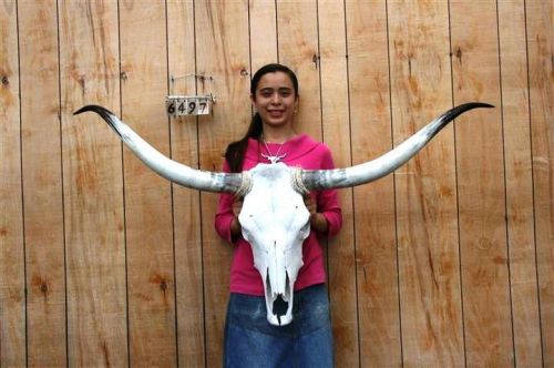 Steer skull long horns 4&#039; 6&#034; cow bull skulls horn h6497 for sale