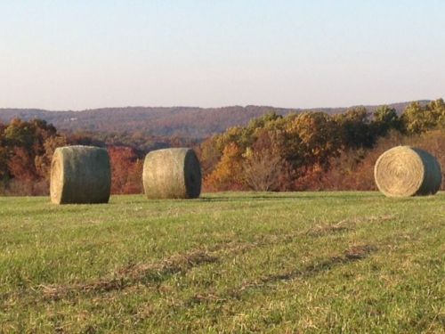 Superior Quality Large Round Hay Bales Timothy and Brome Mix