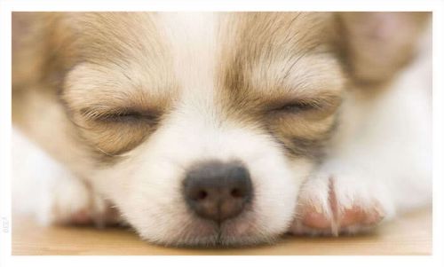 Y339 sleeping dog (wall banner only) for sale