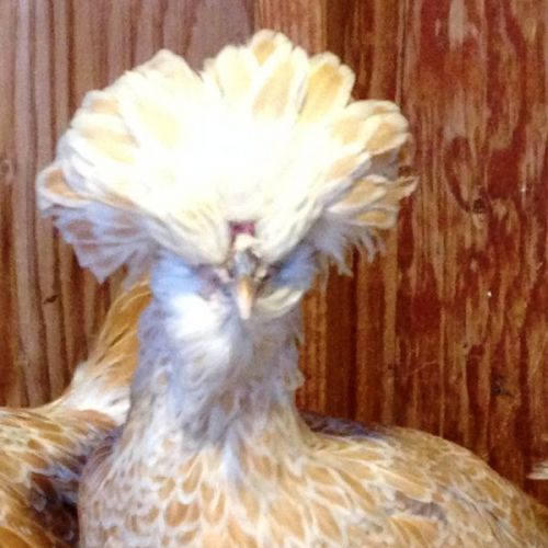 BUFF LACED POLISH LARGE FOWL, BEARDED 6+ Fertile Chicken Hatching Eggs,BLUE LEGS