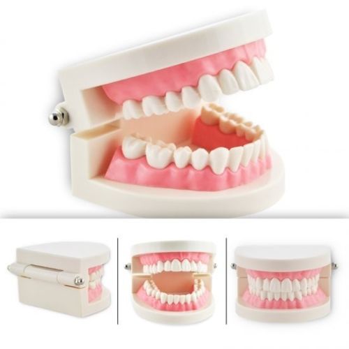 1 Piece Dental Dentist Flesh Pink Gums Standard Teeth Tooth Teach Model FDA NEW