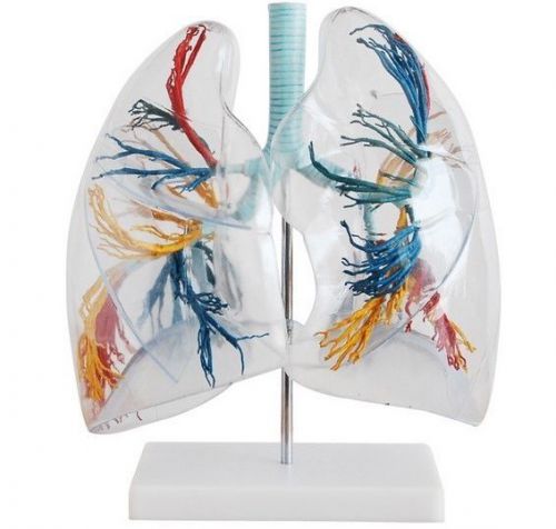 NEW transparent lung anatomy anatomical model medical teaching 66