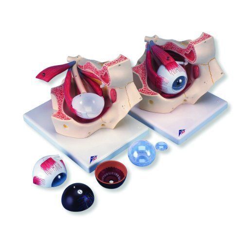 NEW 3B Scientific F13 7 Part Eye Model  3 Times Full-Size  7.1&#034; x 10.2&#034; x 7.5&#034;