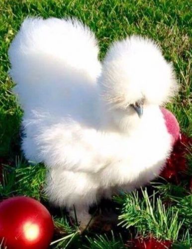 10+ Silkie/Sizzle Quality Hatching Eggs NPIP