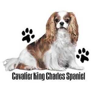 King Charles Spaniel Dog HEAT PRESS TRANSFER for T Shirt Sweatshirt Fabric 870b